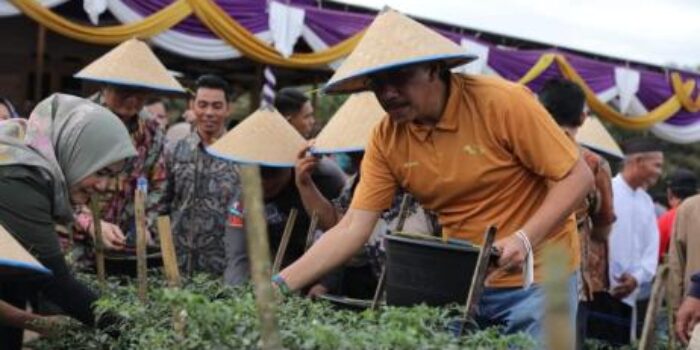 Pj Gubernur Panen Cabai di Puding Besar, Dorong Masyarakat Lebih Bersemangat Bertani
