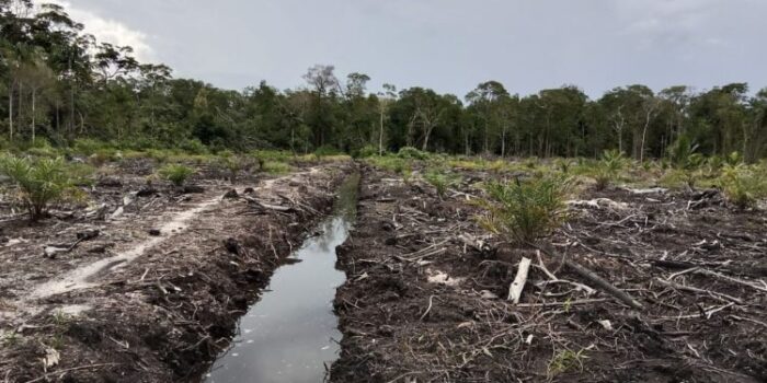 Diduga Kades Tanjung Pura Tidak Tahu Hutan Bakau Desa Dirambah Oleh Oknum,Warga Akan Laporkan