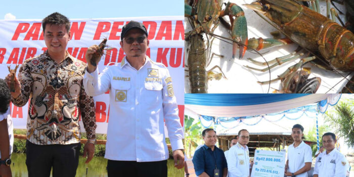 Algafry Panen Perdana Lobster Air Tawar di Desa Kurau Timur, Hasilkan Hampir Setengah Ton