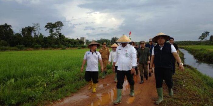 Panen Raya Padi, PJ Gubernur dan PJ Bupati Bangka Apresiasi Petani di Desa Banyuasin