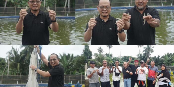 Bupati Algafry Apresiasi ke Kelompok BLA Panen Perdana Sekitar 700 Kg Udang Vaname 