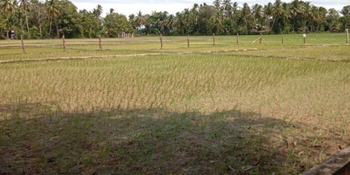 Warga Tani Persawahan Blang seumasang Lakukan Tanam Serentak