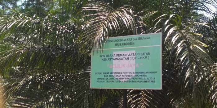 Alih Fungsi Jadi Tanaman Sawit, Adet Mastur Ingatkan Pelaku Perusakan  IUP- HKM di Desa Belilik Bisa Terjerat