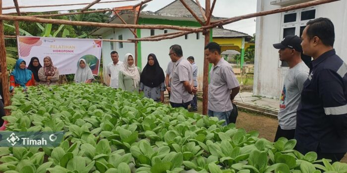 Tingkatkan Ketahanan Pangan, PT Timah Memberdayakan Kelompok Perempuan Pesisir Budidaya Sayuran Hidroponik