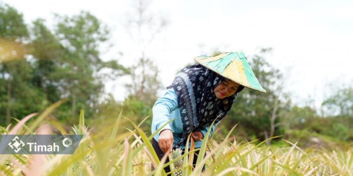 Zulyanti Sosok Inspiratif Dibalik Suksesnya Kelompok Tani Aek Jelutung, Kembangkan Program PROTEIN NABATI Bersama PT Timah