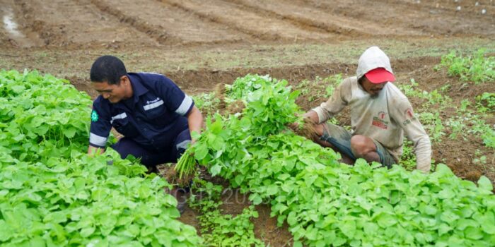 Farm Estate Tanjung Ular PT Timah, Manfaatkan Lahan Untuk Dukung Asta Cita