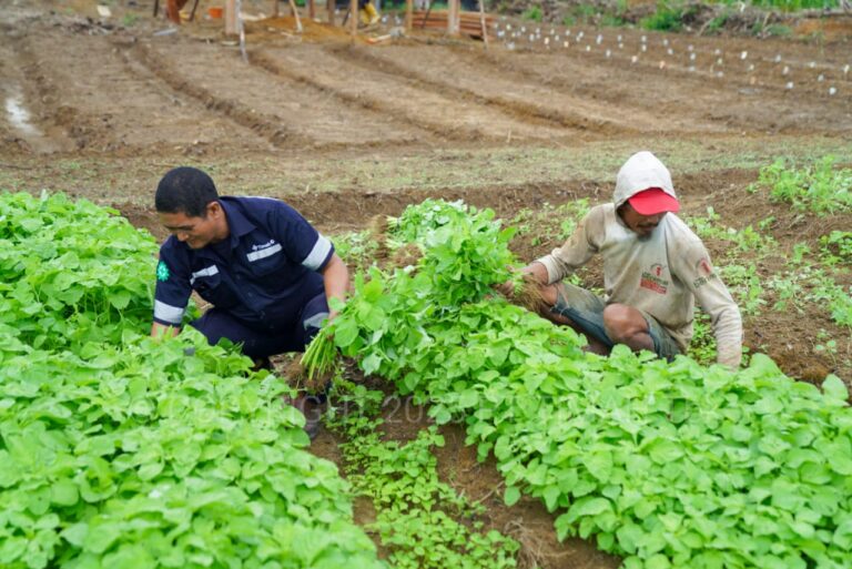 Farm Estate Tanjung Ular PT Timah, Manfaatkan Lahan Untuk Dukung Asta Cita