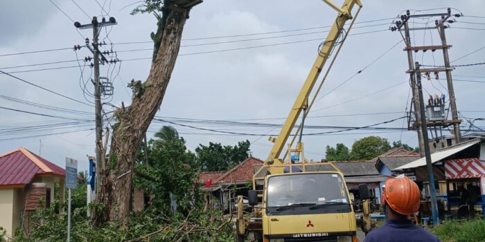 Cegah Kecelakaan, PT Timah dan PLN Lakukan Penebangan Pohon Berisiko di Kawasan Mentok
