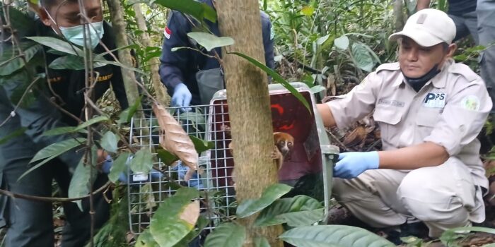 Kolaborasi untuk Konservasi, PT Timah Dukung Pelepasliaran Satwa Endemik di Hari Primata