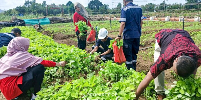 Selain Dukung Ketahanan Pangan, Farm Estate Tanjung Ular Ciptakan Kesempatan Kerja Bagi Masyarakat