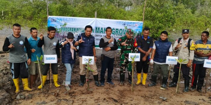 Upaya Reklamasi Pesisir, PT Timah Kembali Tanam Ribuan Mangrove di Desa Sawang Laut