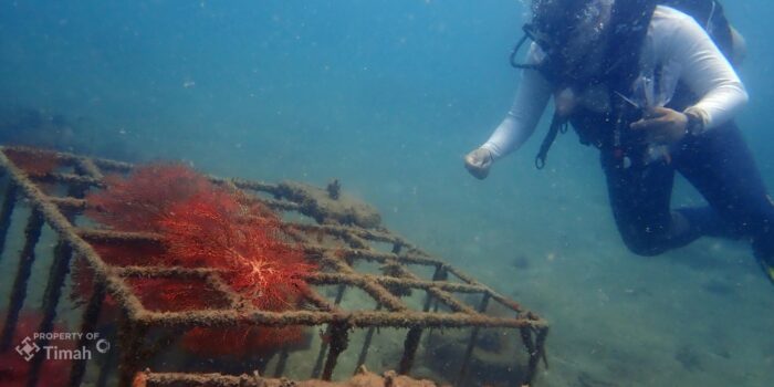 Menjaga Ekositem Pesisir, PT Timah Tenggelamkan Ribuan Artificial Reef Dalam Lima Tahun Terakhir 