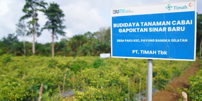 Dorong Ketahanan Pangan, Kolaborasi PT Timah dan Gapoktan Sinar Baru Hasilkan Panen Cabai Melimpah