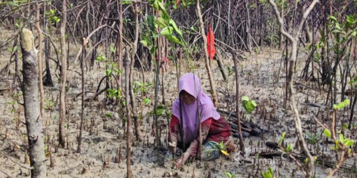 Kolaborasi Jaga Ekosistem Pesisir Bersama Masyarakat, PT Timah Tbk Tanam 12 Ribu Bibit Mangrove di Kundur