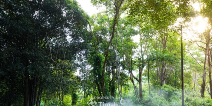 Konservasi Hutan Kehati, Langkah Nyata PT Timah Menuju Keberlanjutan
