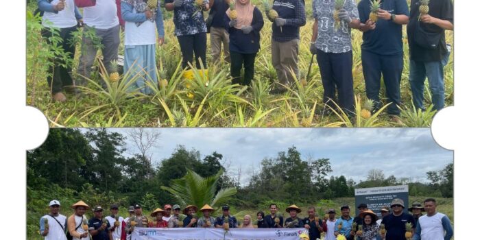 Kelompok Tani Air Jelutung Sulap Lahan Eks Tambang Jadi Kebun Nanas 
