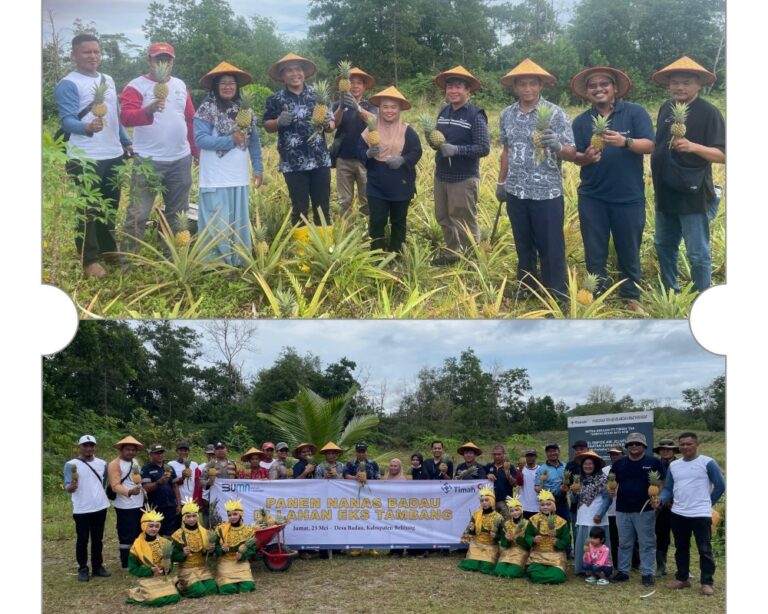 Kelompok Tani Air Jelutung Sulap Lahan Eks Tambang Jadi Kebun Nanas