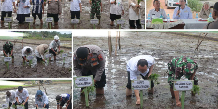 Dukung Ketahanan Pangan,Pemkab Bangka Tengah Genjot  Tanam Padi 40 Hektar