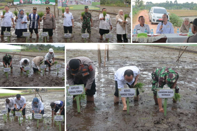 Dukung Ketahanan Pangan,Pemkab Bangka Tengah Genjot Tanam Padi 40 Hektar