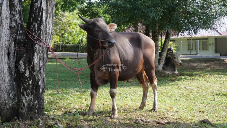 Momen Idul Adha, PT Timah Saluran Bantuan Hewan  Kurban Sebanyak 252 Ekor