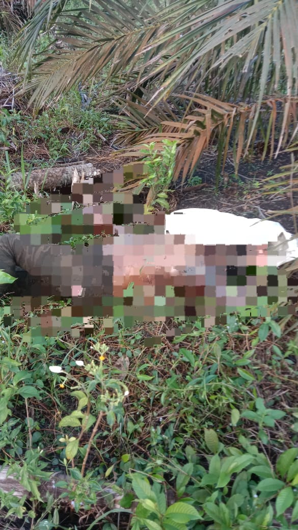 Pemburu Ular Asal Tempilang Ditemukan Tewas di Kebun Sawit, Diduga Akibat Gigitan Ular Berbisa