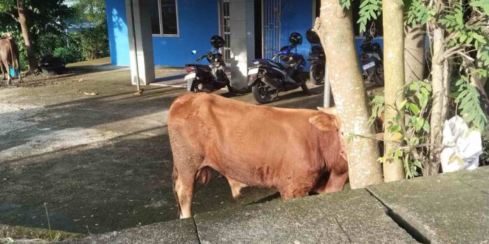 Sambut Idul Adha 1446H, PWI Babel Penyembelihan dan Penyaluran Hewan Kurban