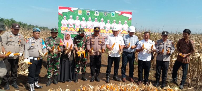 Panen Raya Jagung PT Lonsum GME: Komitmen Nyata untuk Ketahanan Pangan