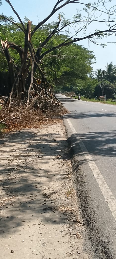 Sisa Pohon Tumbang Ganggu Jalan di Jalinsum Asahan, Belum Dibersihkan