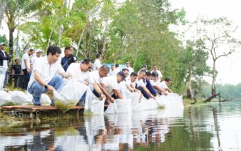 PT Timah Tebar 15 Ribu Bibit Ikan di Kolong Bekas Tambang di Bangka