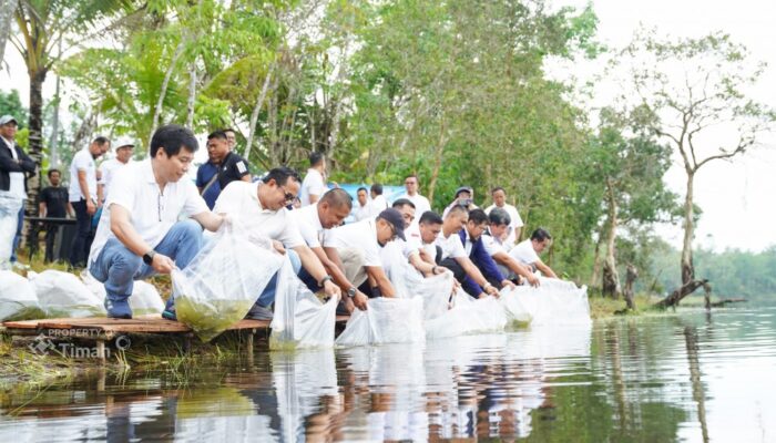 PT Timah Tebar 15 Ribu Bibit Ikan di Kolong Bekas Tambang di Bangka
