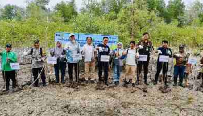 PT TIMAH Tanam 5.000 Mangrove di Pantai Kobel, Dukung Kelestarian Pesisir