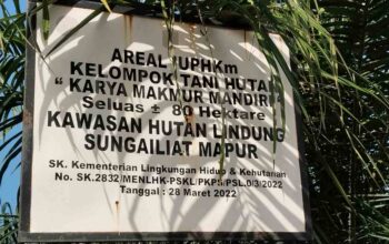 Diduga Alih Fungsi, Areal IUPHKm 80 Hektare di Hutan Lindung Sungailiat Mapur Ditanami Sawit