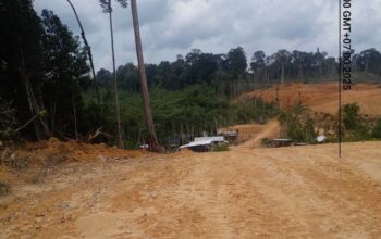 Lembaga Aliansi Indonesia Laporkan Dugaan Pembalakan Liar di Murung Raya