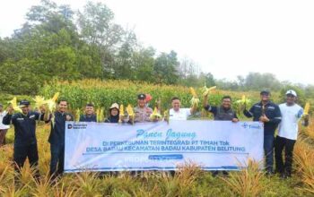 PT Timah Manfaatkan Lahan Bekas Tambang untuk Pertanian Jagung di Belitung