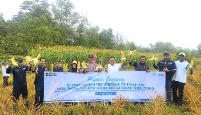 PT Timah Manfaatkan Lahan Bekas Tambang untuk Pertanian Jagung di Belitung