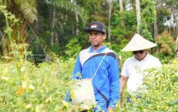 PT TIMAH Perkuat Ketahanan Pangan Lewat Dukungan Sektor Pertanian