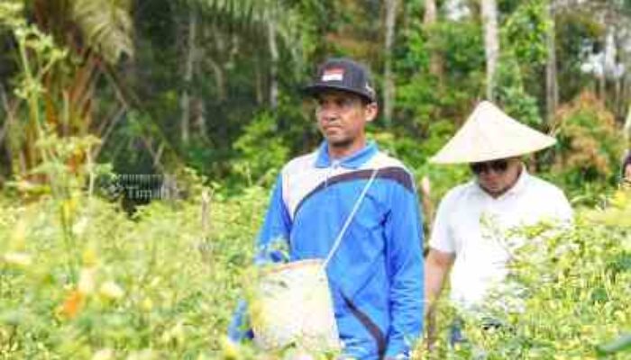 PT TIMAH Perkuat Ketahanan Pangan Lewat Dukungan Sektor Pertanian