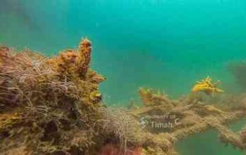 PT TIMAH Tbk Lepas 45 Unit Coral Garden Sepanjang 2025, Perkuat Ekosistem Laut dan Wisata Bahari