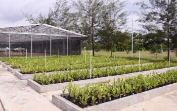 PT TIMAH Reklamasi 354 Hektar Lahan Pascatambang, Siapkan 411 Hektar di 2026